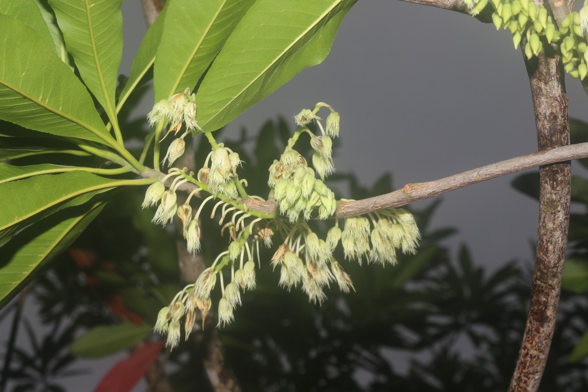 Elaeocarpus angustifolius Blume